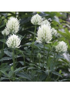 Vajszínű here / TRIFOLIUM ochroleucum