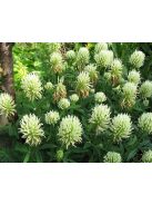 Vajszínű here / TRIFOLIUM ochroleucum