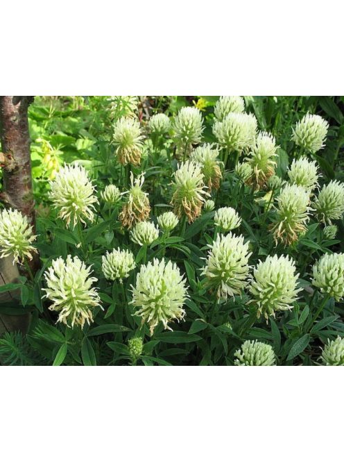 Vajszínű here / TRIFOLIUM ochroleucum