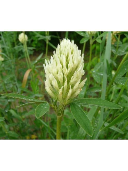 Vajszínű here / TRIFOLIUM ochroleucum