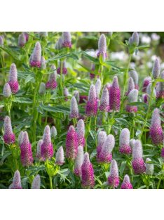 Pirosló lóhere / TRIFOLIUM rubens