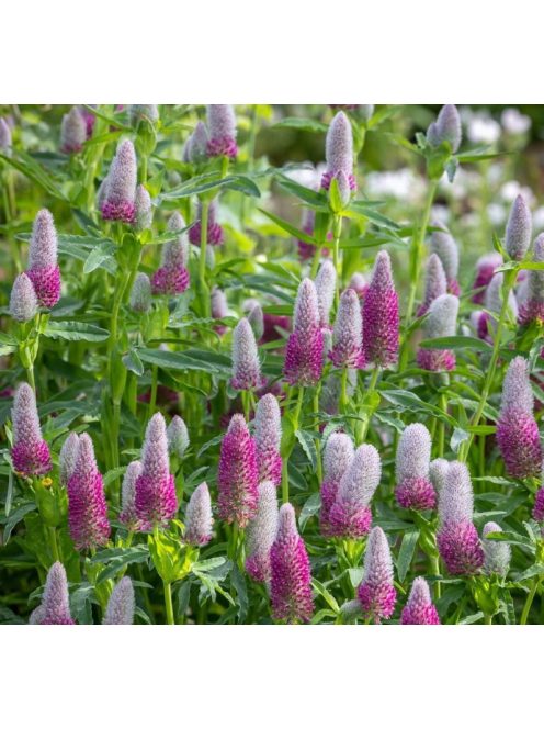 Pirosló lóhere / TRIFOLIUM rubens