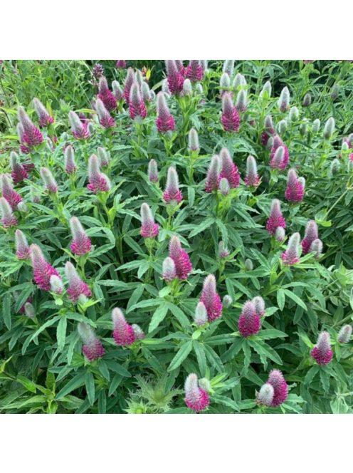 Pirosló lóhere / TRIFOLIUM rubens