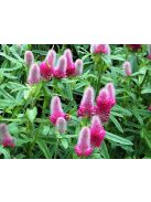Pirosló lóhere / TRIFOLIUM rubens