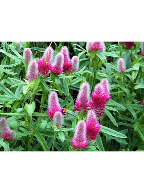 Pirosló lóhere / TRIFOLIUM rubens