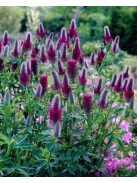 Pirosló lóhere / TRIFOLIUM rubens