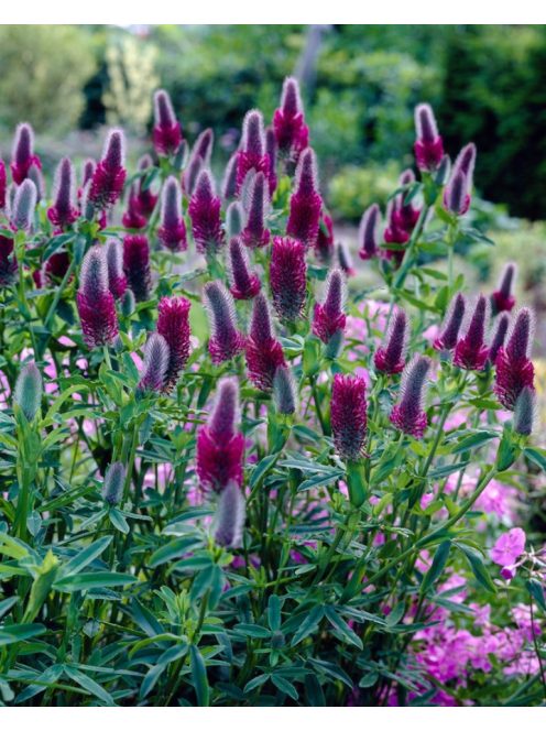 Pirosló lóhere / TRIFOLIUM rubens