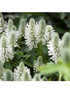   Pirosló here, fehér / TRIFOLIUM rubens f. album 'Frosty Feathers'