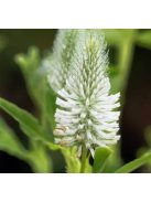 Pirosló here, fehér / TRIFOLIUM rubens f. album 'Frosty Feathers'