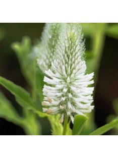   Pirosló here, fehér / TRIFOLIUM rubens f. album 'Frosty Feathers'