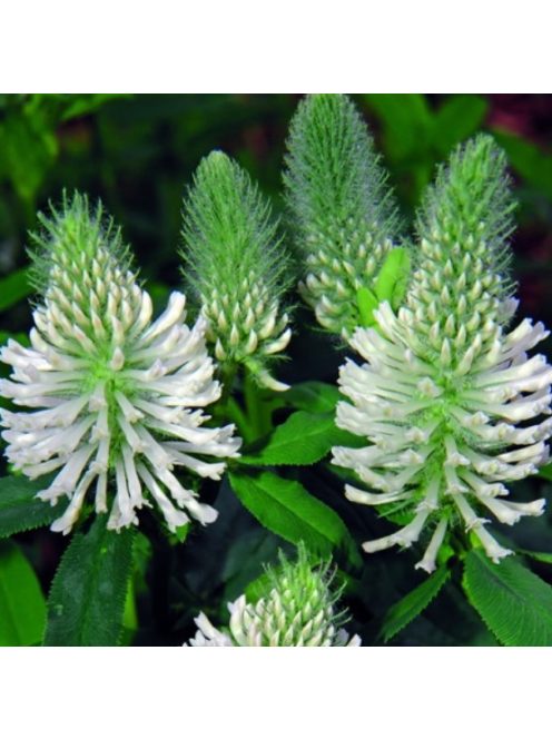 Pirosló here, fehér / TRIFOLIUM rubens f. album 'Frosty Feathers'
