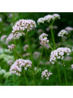 Orvosi macskagyökér / VALERIANA officinalis