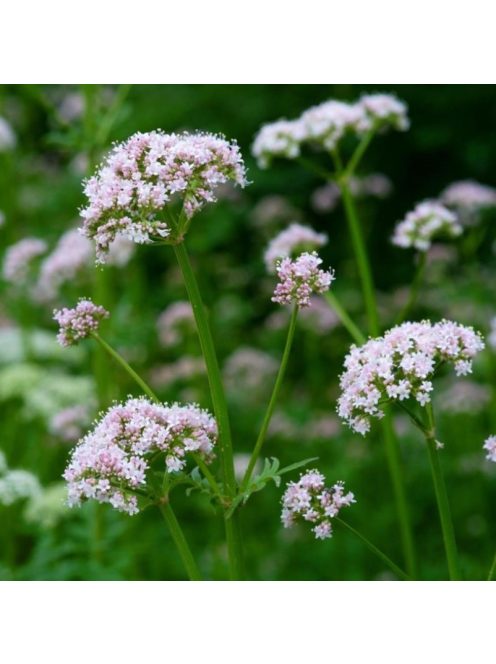 Orvosi macskagyökér / VALERIANA officinalis
