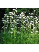 Orvosi macskagyökér / VALERIANA officinalis