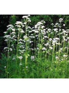 Orvosi macskagyökér / VALERIANA officinalis