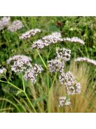Orvosi macskagyökér / VALERIANA officinalis