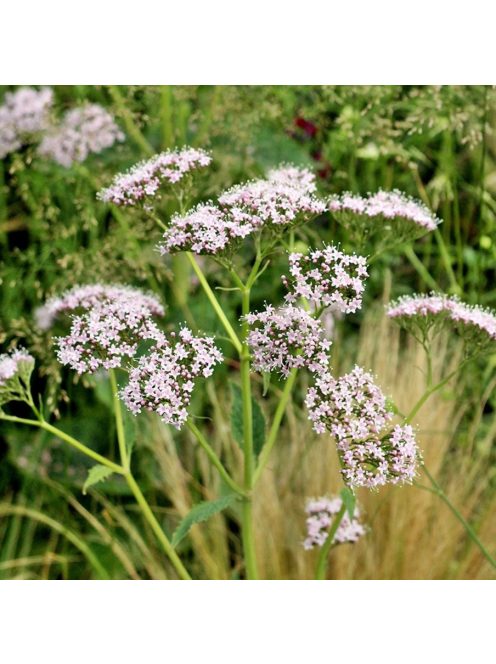 Orvosi macskagyökér / VALERIANA officinalis