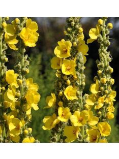 Gyapjas ökörfarkkóró / VERBASCUM bombyciferum