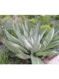 Gyapjas ökörfarkkóró / VERBASCUM bombyciferum