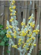 Gyapjas ökörfarkkóró / VERBASCUM bombyciferum