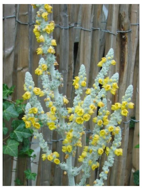 Gyapjas ökörfarkkóró / VERBASCUM bombyciferum