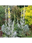 Gyapjas ökörfarkkóró / VERBASCUM bombyciferum