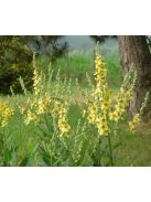 Ökörfarkkóró / VERBASCUM chaixii 'Sixteen Candles'