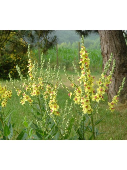 Ökörfarkkóró / VERBASCUM chaixii 'Sixteen Candles'