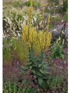 Ökörfarkkóró / VERBASCUM chaixii 'Sixteen Candles'