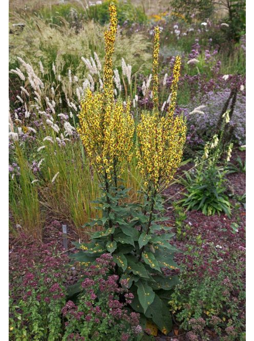 Ökörfarkkóró / VERBASCUM chaixii 'Sixteen Candles'
