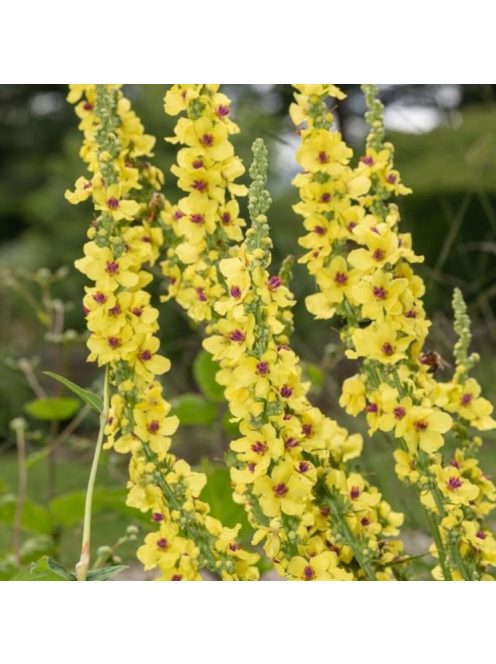 Ökörfarkkóró / VERBASCUM chaixii 'Sixteen Candles'