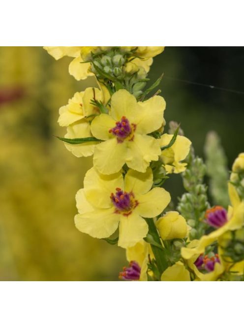Ökörfarkkóró / VERBASCUM chaixii 'Sixteen Candles'