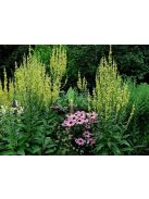 Ökörfarkkóró / VERBASCUM chaixii 'Sixteen Candles'