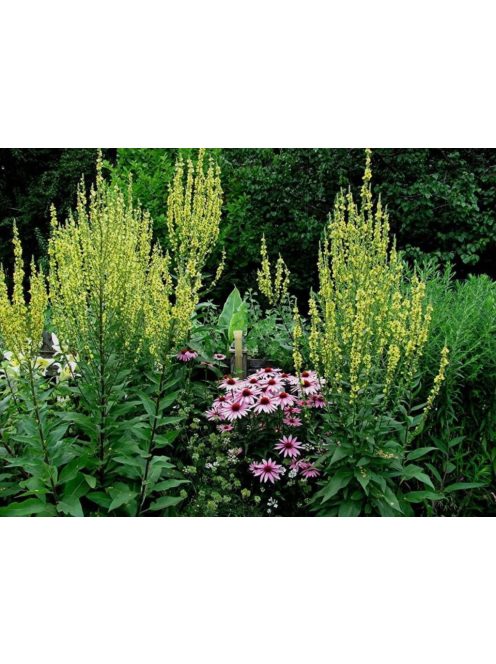Ökörfarkkóró / VERBASCUM chaixii 'Sixteen Candles'
