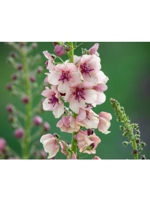 Ökörfarkkóró / VERBASCUM hybridum 'Southern Charm'