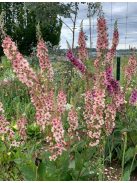 Ökörfarkkóró / VERBASCUM hybridum 'Southern Charm'