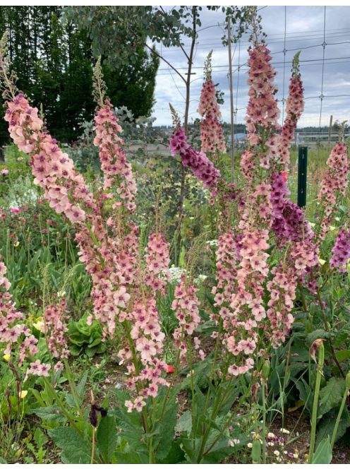 Ökörfarkkóró / VERBASCUM hybridum 'Southern Charm'
