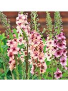 Ökörfarkkóró / VERBASCUM hybridum 'Southern Charm'