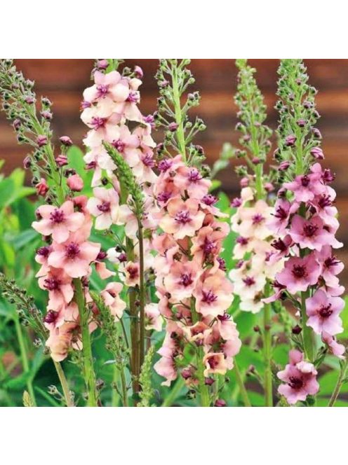 Ökörfarkkóró / VERBASCUM hybridum 'Southern Charm'