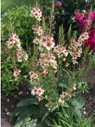 Ökörfarkkóró / VERBASCUM hybridum 'Southern Charm'