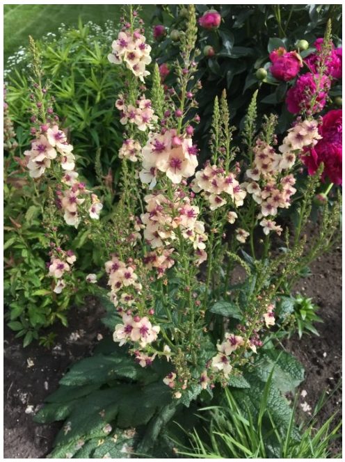 Ökörfarkkóró / VERBASCUM hybridum 'Southern Charm'