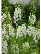 Lila ökörfarkkóró / VERBASCUM phoeniceum 'Flush of White'