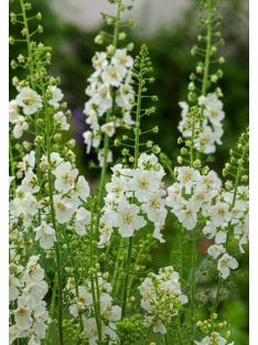   Lila ökörfarkkóró / VERBASCUM phoeniceum 'Flush of White'