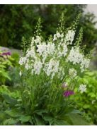 Lila ökörfarkkóró / VERBASCUM phoeniceum 'Flush of White'