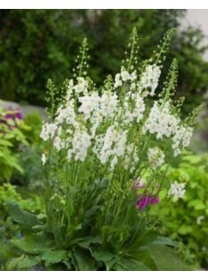   Lila ökörfarkkóró / VERBASCUM phoeniceum 'Flush of White'