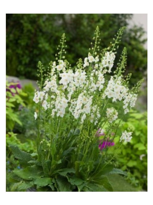 Lila ökörfarkkóró / VERBASCUM phoeniceum 'Flush of White'