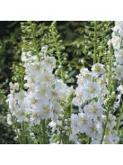Lila ökörfarkkóró / VERBASCUM phoeniceum 'Flush of White'
