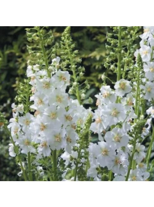 Lila ökörfarkkóró / VERBASCUM phoeniceum 'Flush of White'