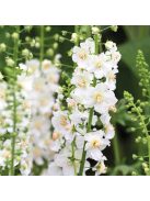 Lila ökörfarkkóró / VERBASCUM phoeniceum 'Flush of White'