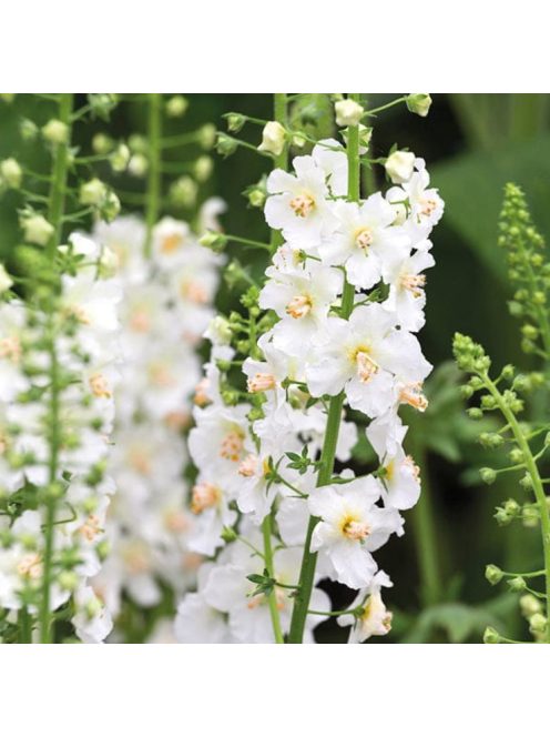 Lila ökörfarkkóró / VERBASCUM phoeniceum 'Flush of White'